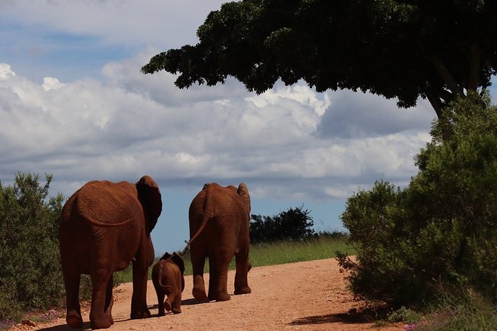 Addo Elephant National Park from Port Elizabeth - FD01
