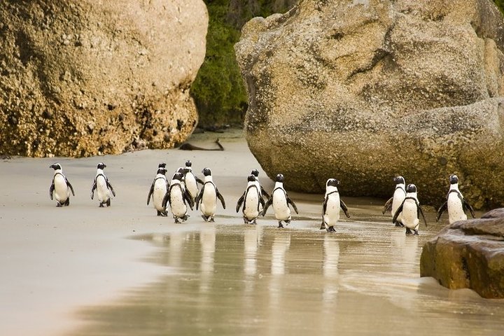 Table Mountain, Boulders Penguins and Cape point Day Tour
