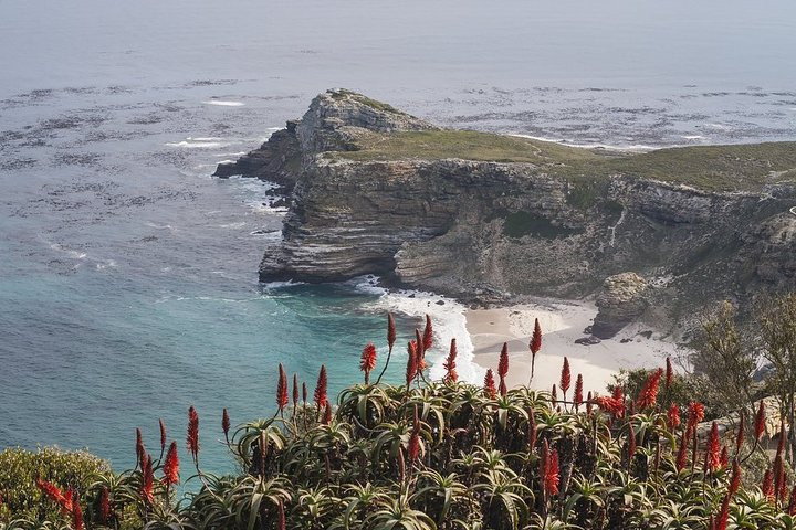 Table Mountain, Boulders Penguins and Cape point Day Tour
