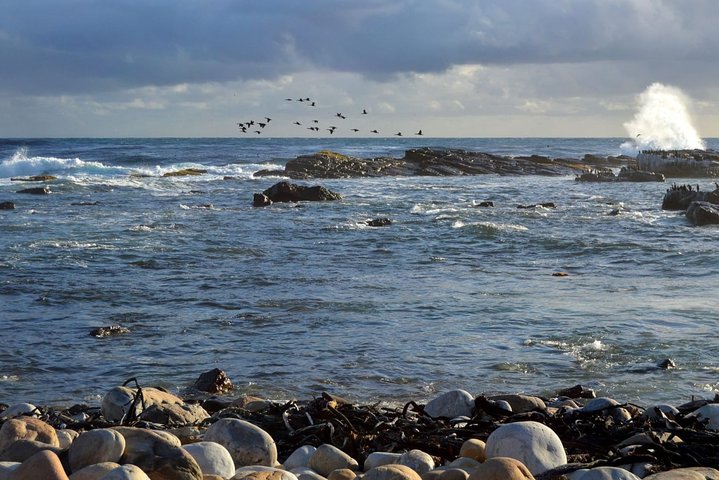 Table Mountain, Boulders Penguins and Cape point Day Tour