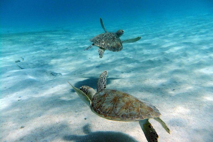 Turtle Cove Catamaran Snorkel and Sail at Little Buck Island STT