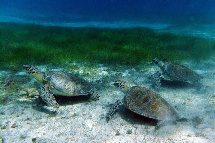 Turtle Cove Catamaran Snorkel and Sail at Little Buck Island STT