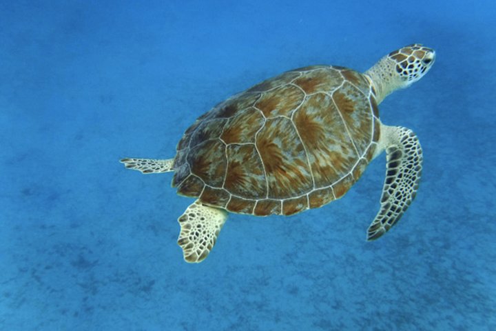 Turtle Cove Catamaran Snorkel and Sail at Little Buck Island STT