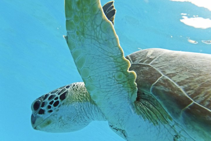 Turtle Cove Catamaran Snorkel and Sail at Little Buck Island STT