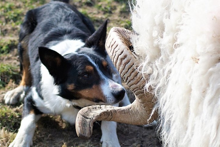 Visit traditional working sheep farm with sheepdog demo. Galway.