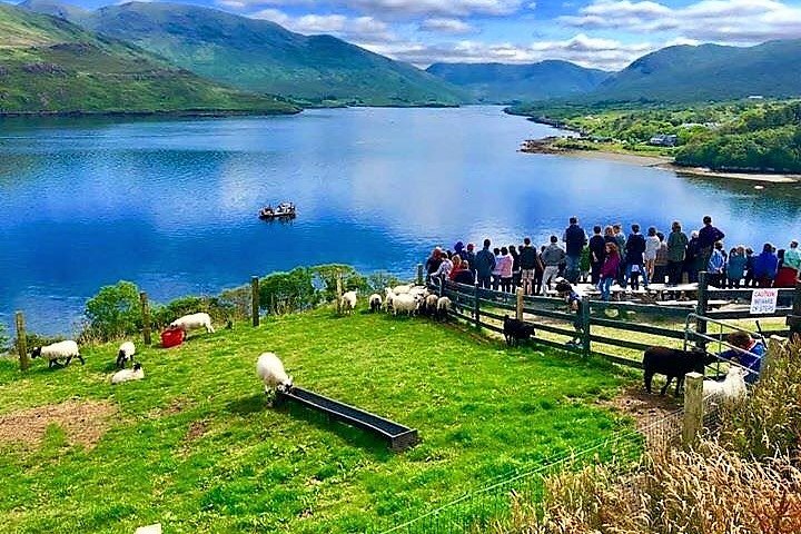 Visit traditional working sheep farm with sheepdog demo. Galway.