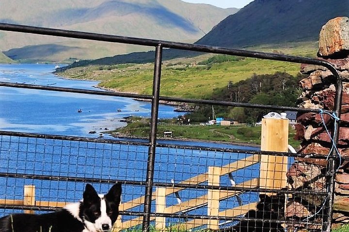 Visit traditional working sheep farm with sheepdog demo. Galway.