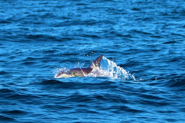 Benagil And Dolphins Tour