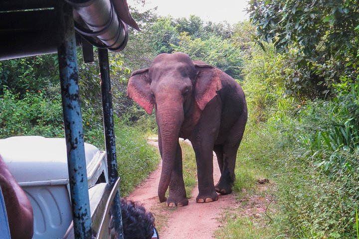 Wasgamuwa National Park Private Safari