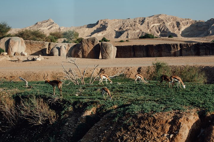 Al Ain: A Romantic Journey Through Iconic Landscapes