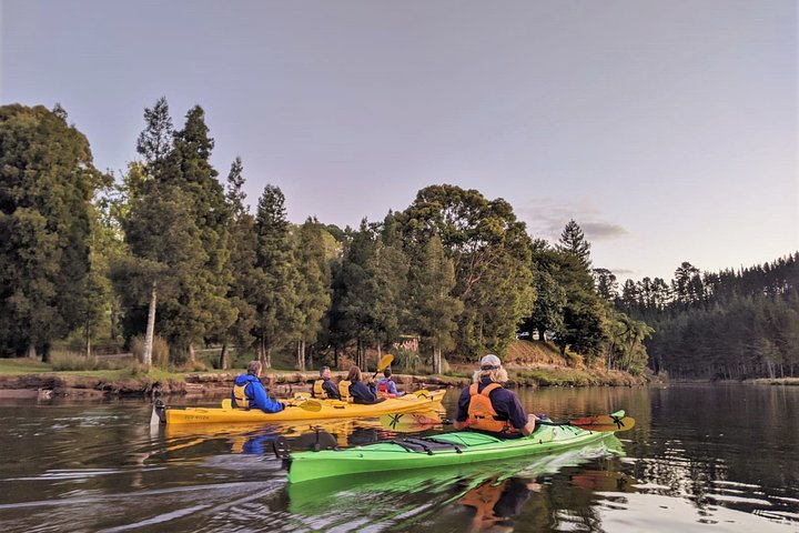 Tauranga: Evening Glowworm Kayak Tour