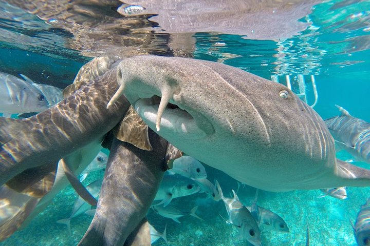 Snorkel the Perfect Tropical Isle Silk Caye with Turtles, Rays and Sharks