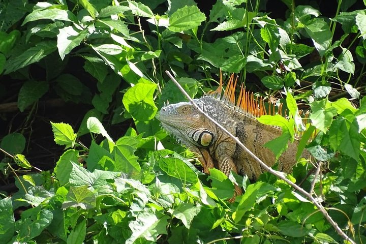 Monkey River Jungle Wildlife Encounters and Manatee Watch