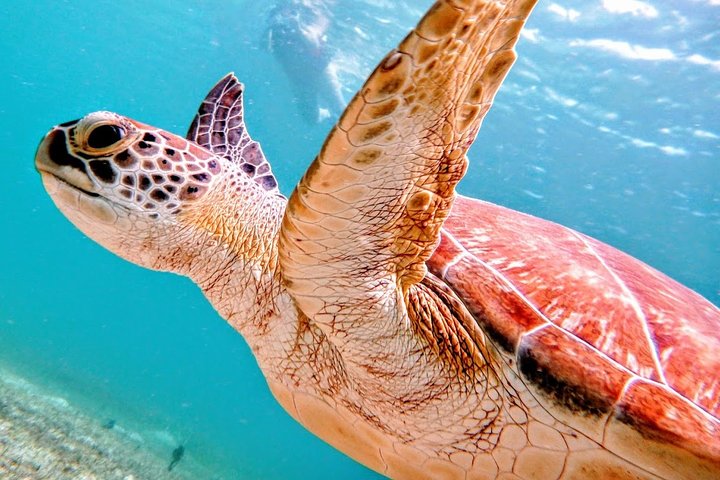 Culebra Snorkel with Turtles & Flamenco Beach Adventure by Ferry