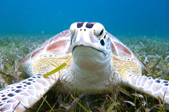 Culebra Snorkel with Turtles & Flamenco Beach Adventure by Ferry