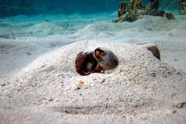 Culebra Snorkel with Turtles & Flamenco Beach Adventure by Ferry
