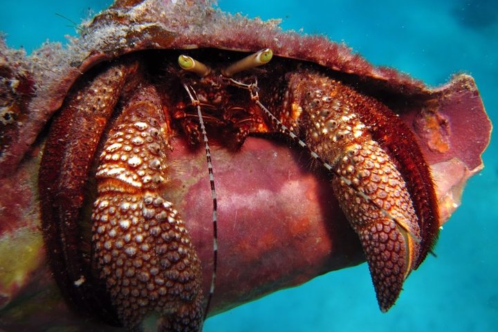 Culebra Snorkel with Turtles & Flamenco Beach Adventure by Ferry