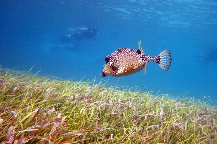 Culebra Snorkel with Turtles & Flamenco Beach Adventure by Ferry