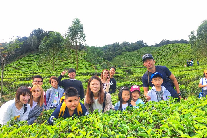 Cameron Highland Best Day Tour from Ipoh with Lunch ( Day Trip)