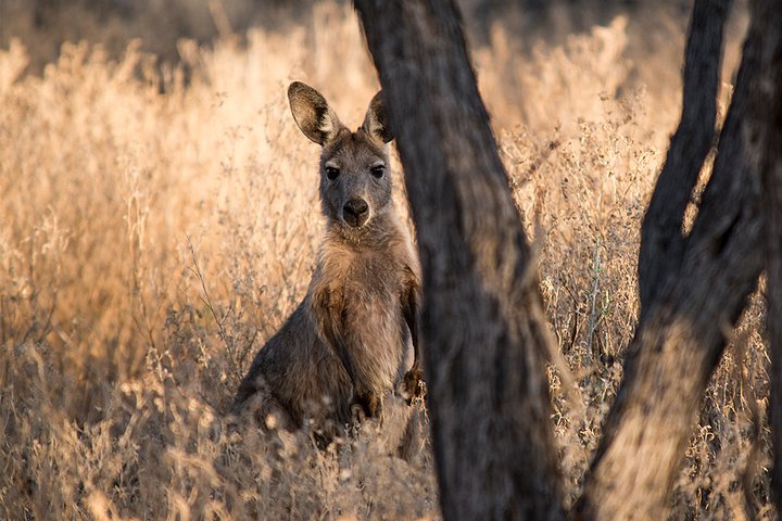 Longreach: Half Day Nogo Station Experience