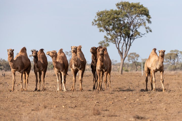 Longreach: Half Day Nogo Station Experience