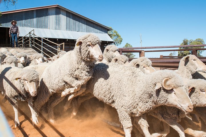 Longreach: Half Day Nogo Station Experience