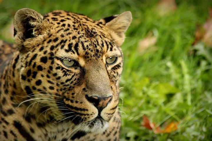 Wildlife Safari in the Garden Route - 4 Days