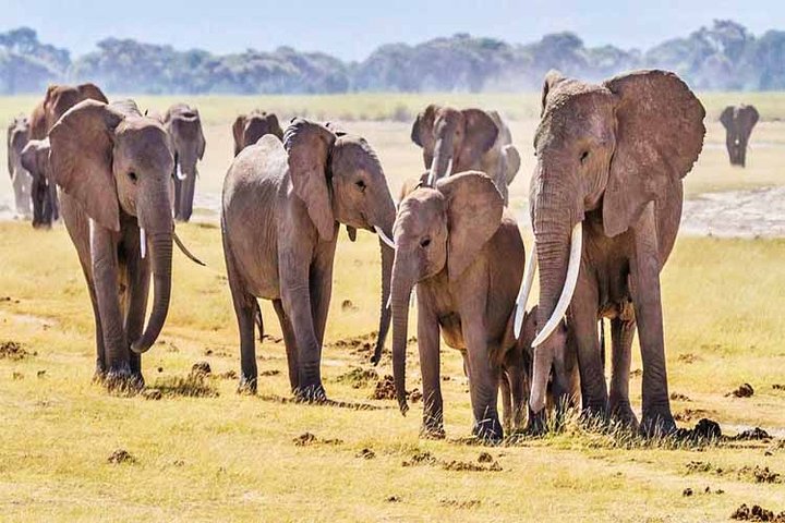 3 Days, 2 Nights Safari - Amboseli National Park and Tsavo West Adventure Safari
