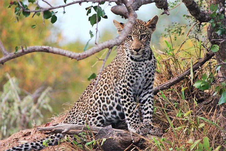 3 Days, 2 Nights Safari - Amboseli National Park and Tsavo West Adventure Safari
