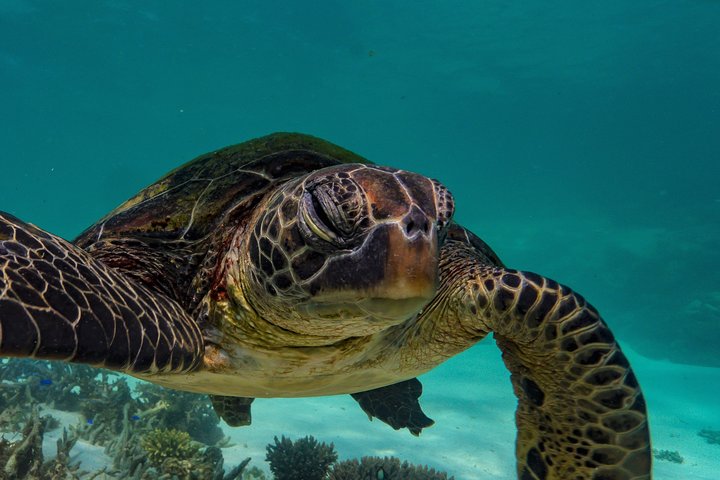 2.5 hour Snorkel / Turtle Tour on the Ningaloo Reef, Exmouth