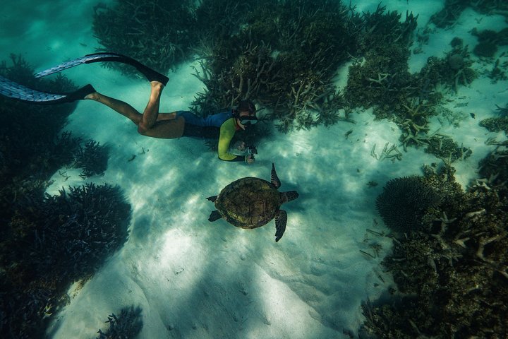 2.5 hour Snorkel / Turtle Tour on the Ningaloo Reef, Exmouth