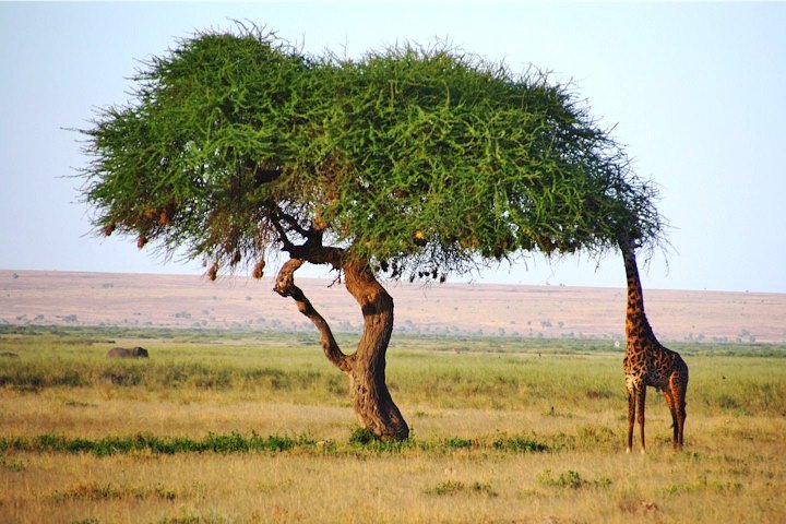 3 Days, 2 Nights Safari - Amboseli National Park and Tsavo West Adventure Safari