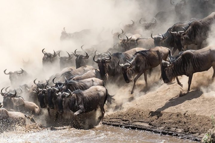 4 Days, 3 Nights Safari – Lake Nakuru and Maasai Mara Safari