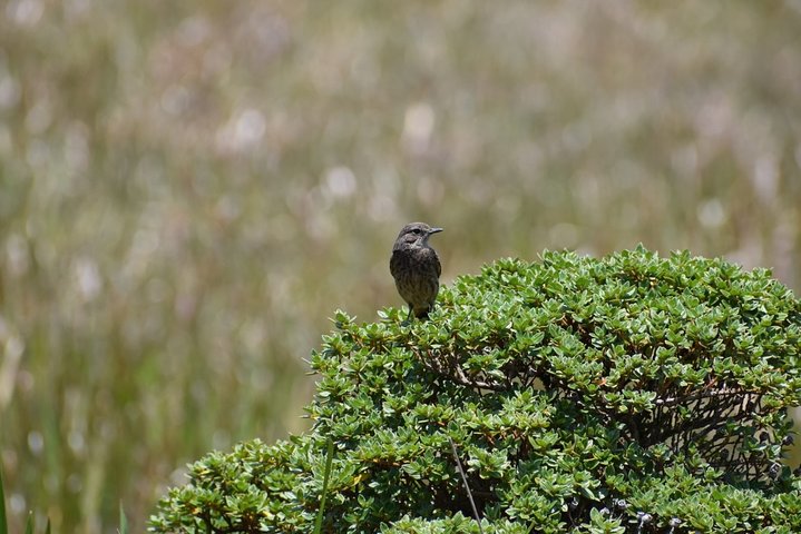 Birdwatching and Trekking at Horton Plains National Park