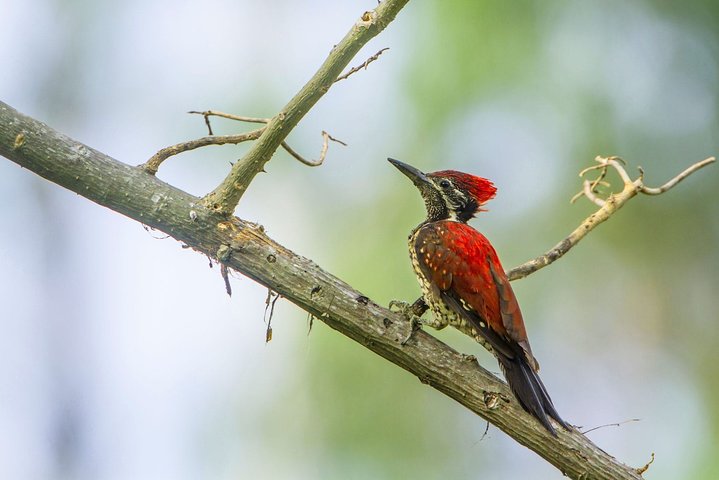 Birdwatching and Trekking at Horton Plains National Park