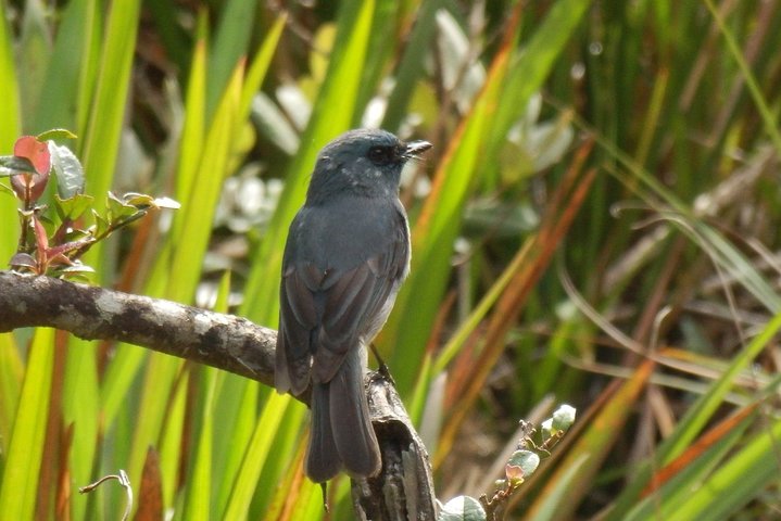 Birdwatching and Trekking at Horton Plains National Park