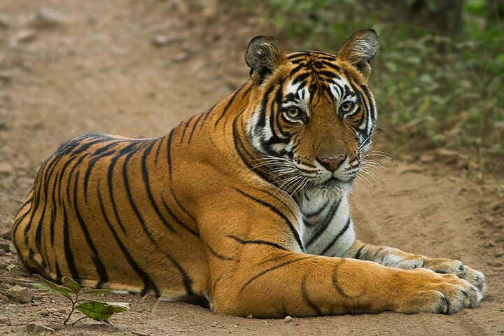 Wildlife Safari in Bandhavgarh, Kanha & Pench National Parks