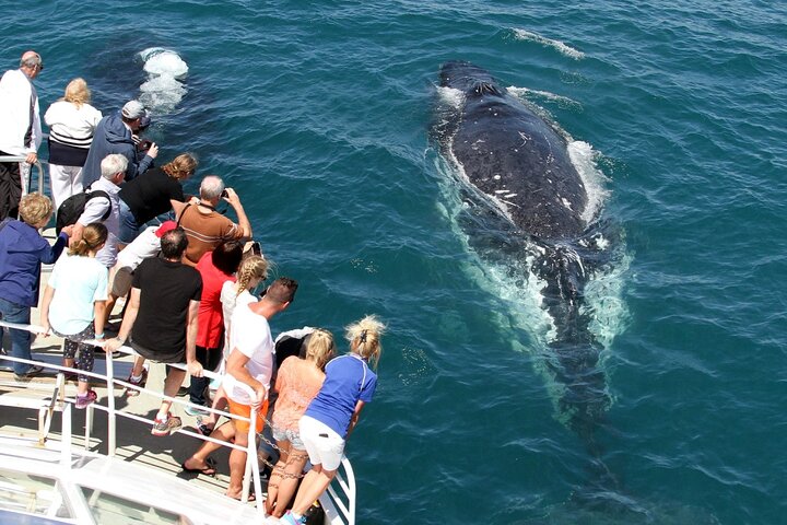 Whale Watching Tour with Spirit of Gold Coast