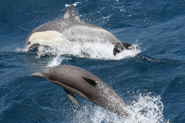 Whale Watching Tour with Spirit of Gold Coast