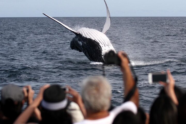 Whale Watching Tour with Spirit of Gold Coast