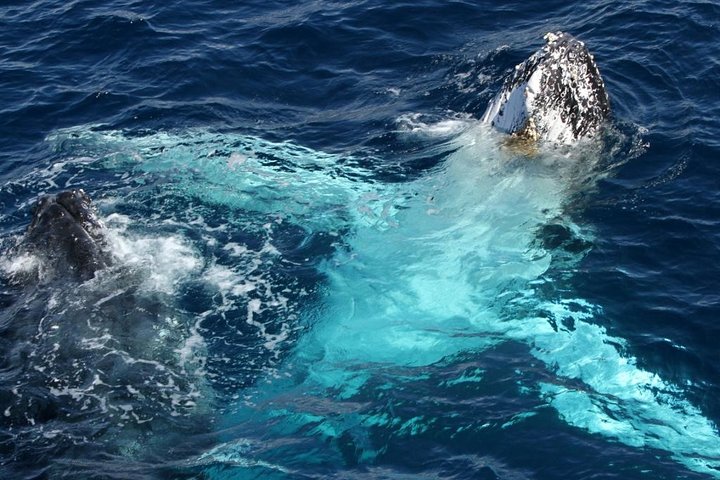Whale Watching Tour with Spirit of Gold Coast