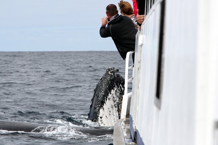 Whale Watching Tour with Spirit of Gold Coast