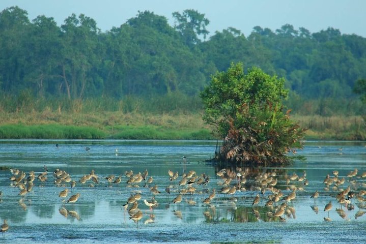 Birdwatching Walk in Anawilundawa Sanctuary from Kalpitiya