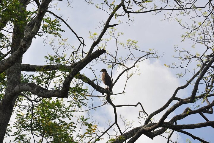 Birdwatching Walk in Anawilundawa Sanctuary from Kalpitiya