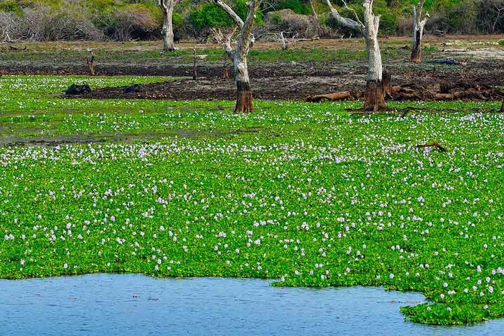 Birdwatching Walk in Anawilundawa Sanctuary from Kalpitiya