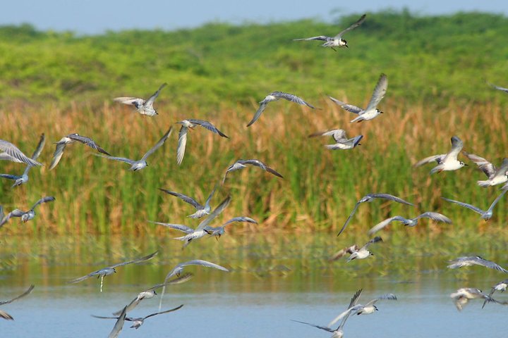 Birdwatching Walk in Anawilundawa Sanctuary from Kalpitiya