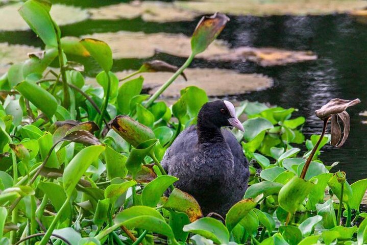 Birdwatching Walk in Anawilundawa Sanctuary from Kalpitiya