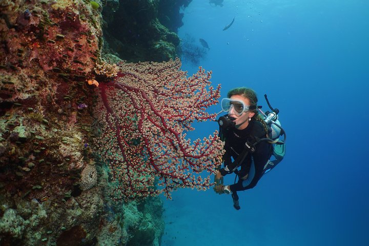 Silversonic Outer Great Barrier Reef Cruise from Port Douglas