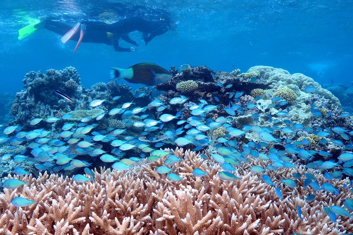 Silversonic Outer Great Barrier Reef Cruise from Port Douglas