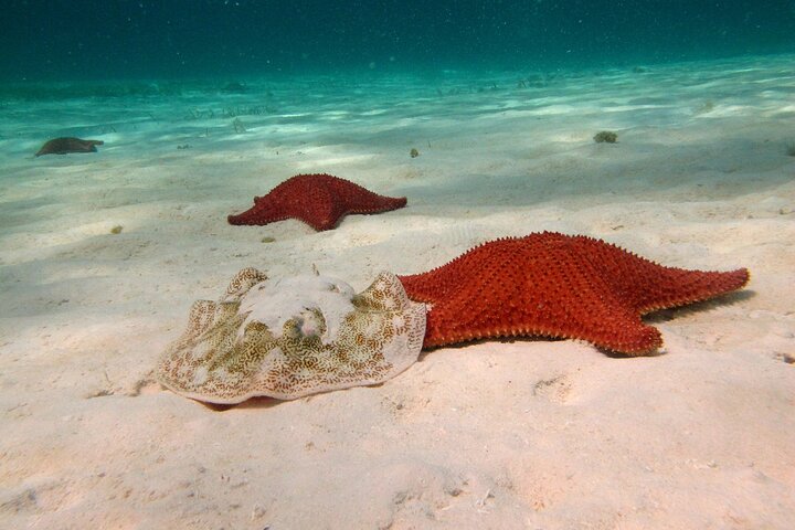 Cozumel Snorkeling Tour: Palancar, Columbia and El Cielo Reefs